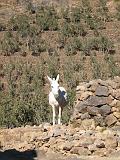 Yemen - From Shahara to valley - 06